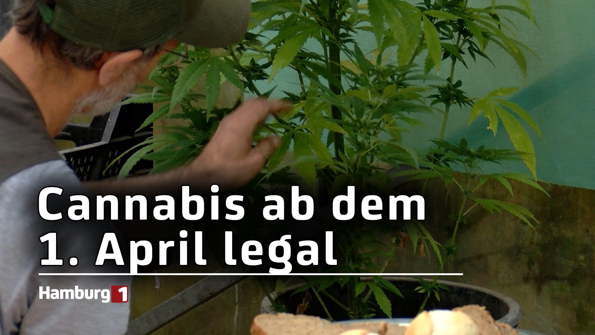 Cannabis Legalisierung Ab Dem 1 April