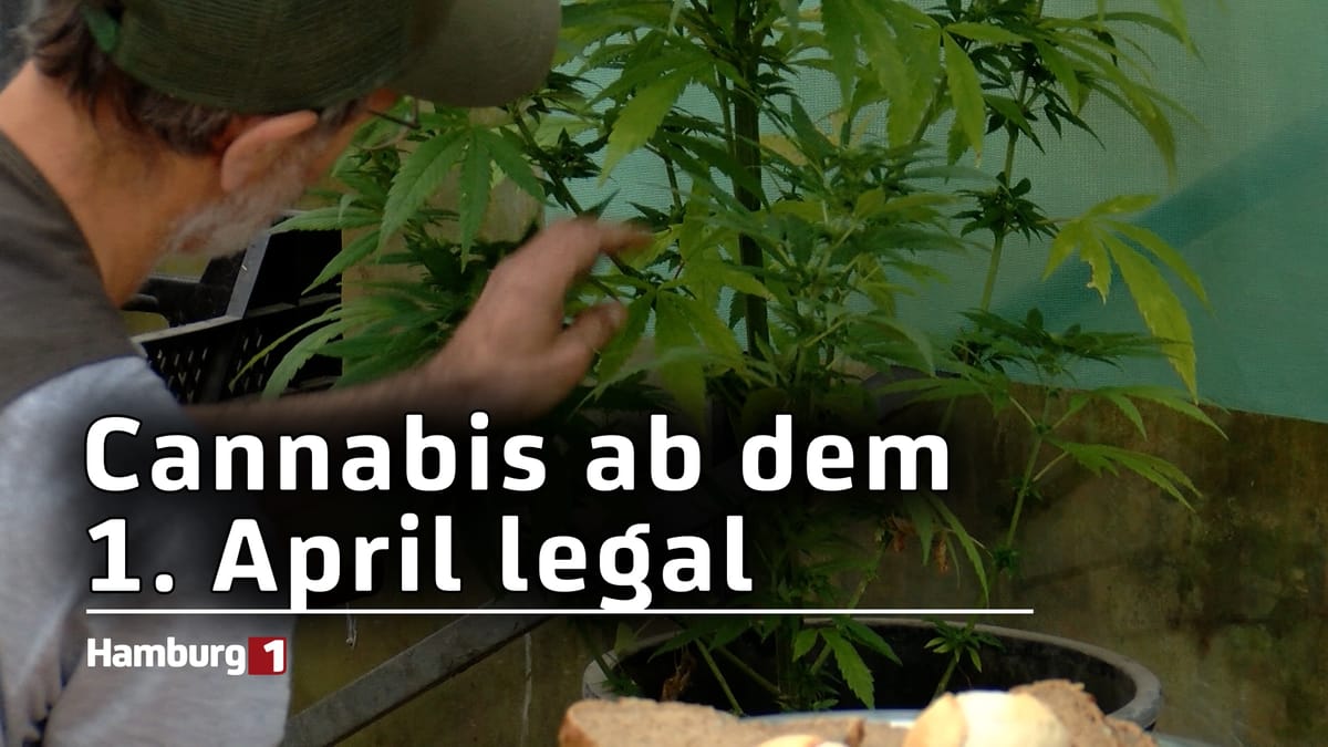 Cannabis-Legalisierung ab dem 1. April