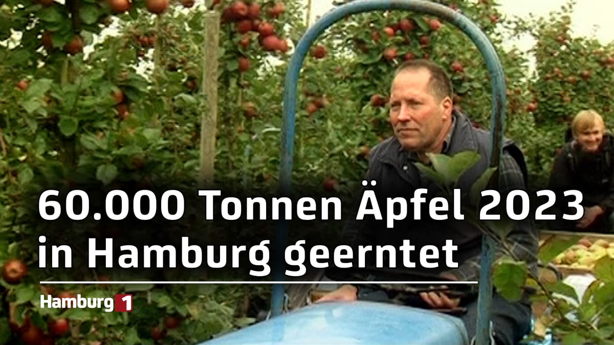 Erfolgreiche Ernte für Hamburgs Apfelbauern: Über 60.000 Tonnen Äpfel 2023 geerntet