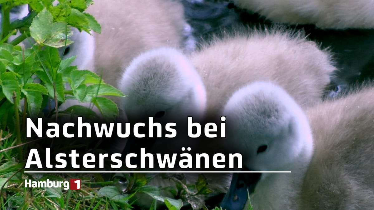 Nachwuchs bei den Alsterschwänen