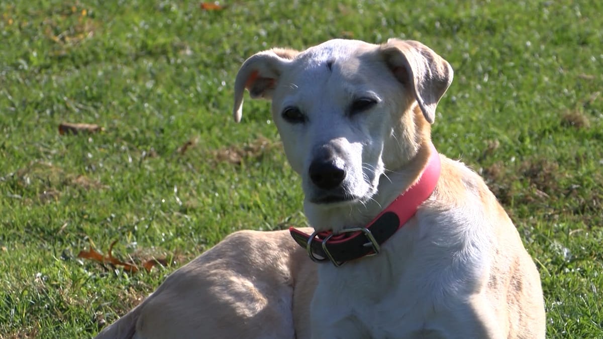 Hunde: Zahl der registrierten Vierbeiner geht erstmals seit Längerem in Hamburg zurück