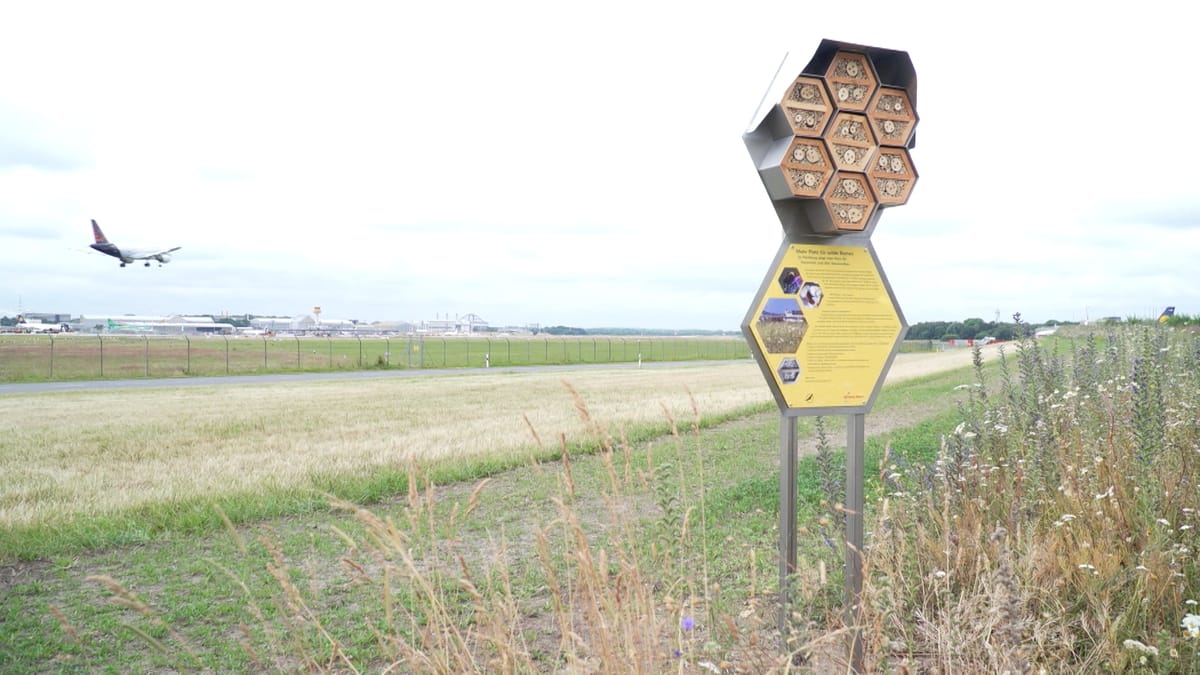 Hamburgs kleinste ,,Flieger": Hamburger Flughafen-Bienen feiern 25-jähriges Jubiläum