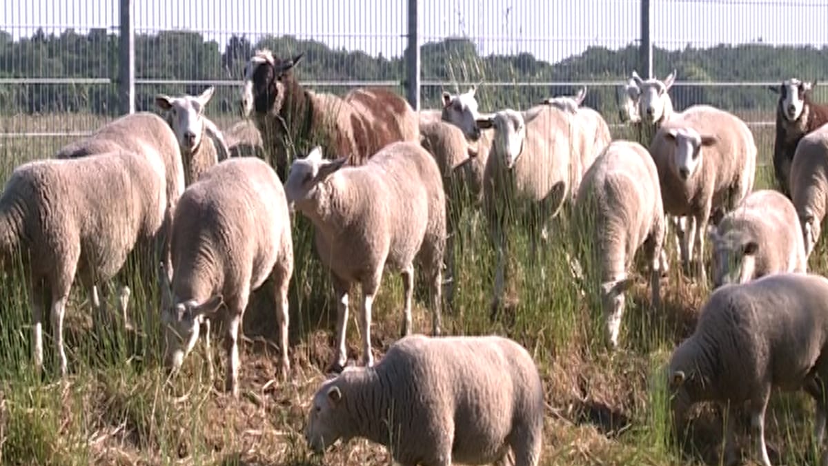 Blauzungenkrankheit: Erstmals zwei betroffene Tiere in Hamburg