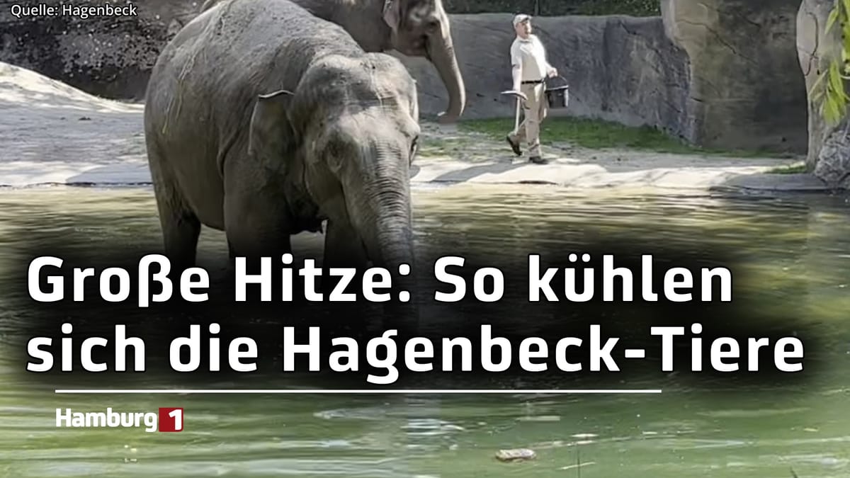 Abkühlung in Hagenbecks Tierpark: Leckeres Eis für die Orang-Utans