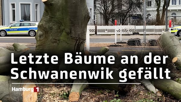 Bäume an der Alster gefällt