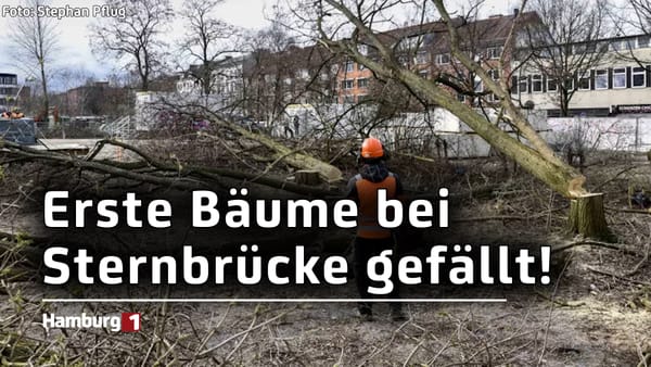 Bäume an Sternbrücke gefällt