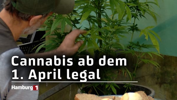 Cannabis-Legalisierung ab dem 1. April