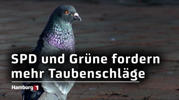 350.000 Euro jährlich für mehr Taubenschläge