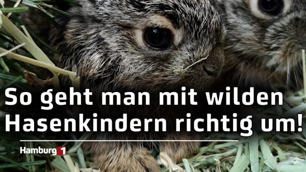 Wilde Hasenkinder in der Natur