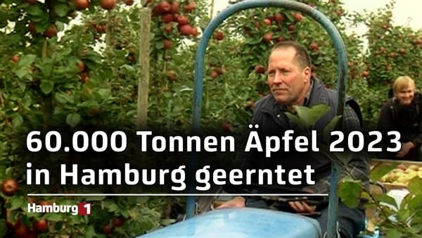 Erfolgreiche Ernte für Hamburgs Apfelbauern: Über 60.000 Tonnen Äpfel 2023 geerntet