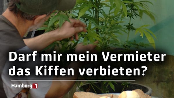 Cannabis rauchen in der Wohnung: Vermieter*innen dürfen es nicht verbieten, aber einschränken