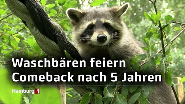 Wildgehege Klövensteen: Waschbären feiern ihr Comeback