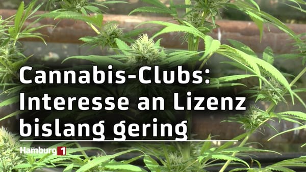 Cannabis-Clubs: Interesse an Lizenz in Hamburg gering