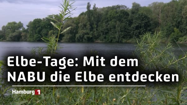 Elbe-Tage im September: Touren, Fahrten und Wanderungen an Hamburgs Lebensader