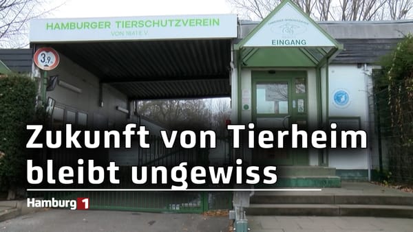 Tierheim Süderstraße: Zukunft bleibt ungewiss